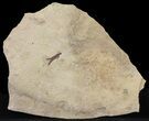 Fossil Fish (Gosiutichthys) Mortality Plate - Lake Gosiute #61570-3